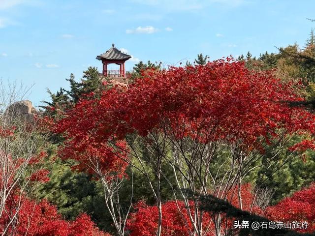 赤山红叶记：山海之间的秋日三重奏