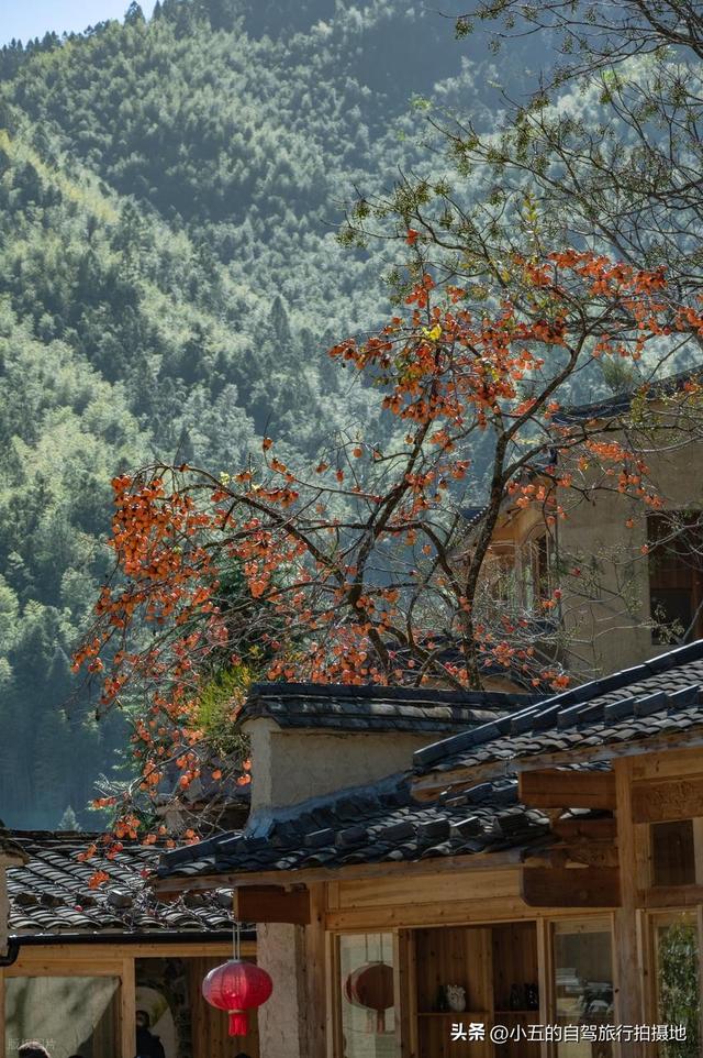宁德屏南赏柿攻略！福州 2h 直达，3 个古村一日游，满村红柿超治愈