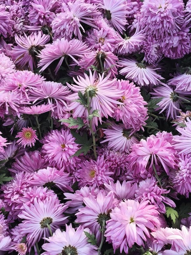 生活日常分享，独自赏花经历，以供大家娱乐