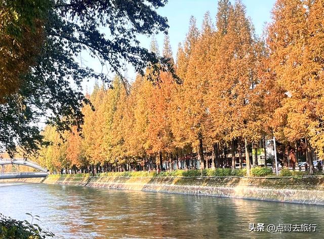 免费！成都府河上的水杉红惊艳来袭，地铁公交车直达！