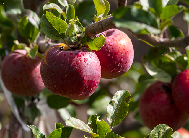 接下来，小金是这样的~