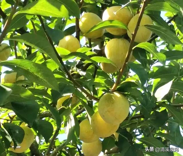 多彩两江，深山里的彩色诗行（散文诗）