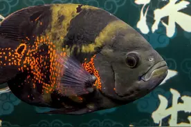 下班喂鱼上班摸鱼？有大神给评价一下、地图鱼到底能不能养？图片