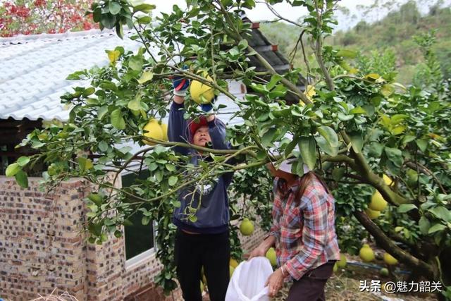 走，去韶关果园吃沙田柚！