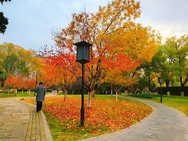 初冬限定之美——兴庆宫里的一步一景