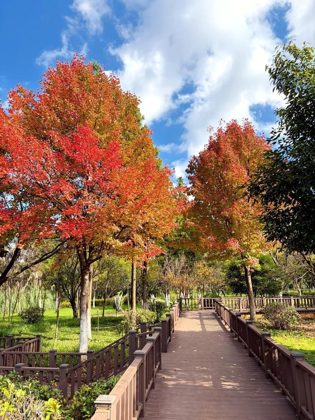 渔浦寒泉公园，水杉红透成诗