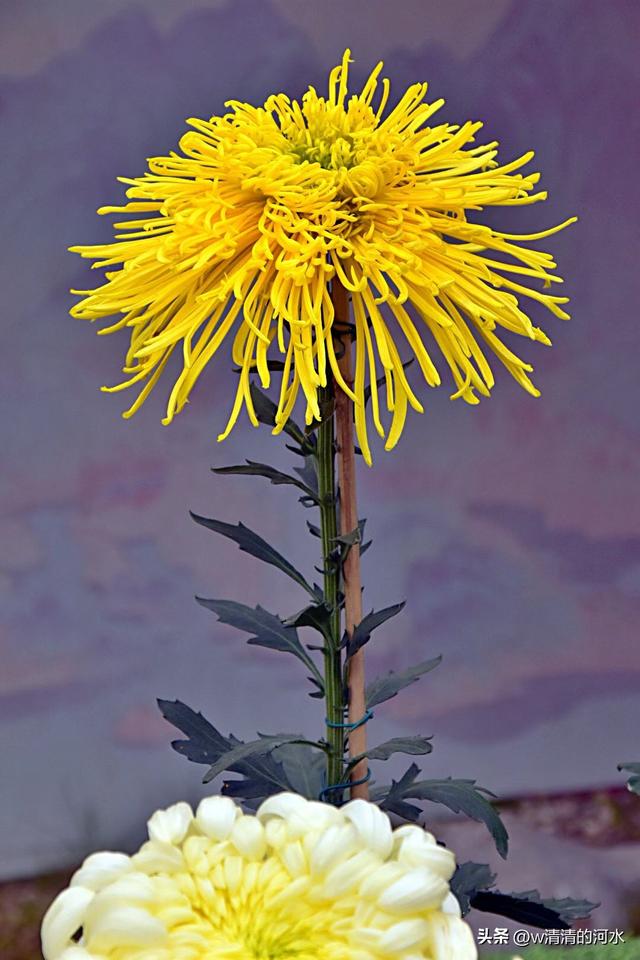 菊花是秋天里美丽的图画