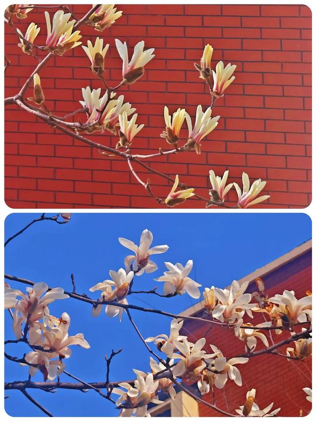 连云港春日“顶流”来啦！