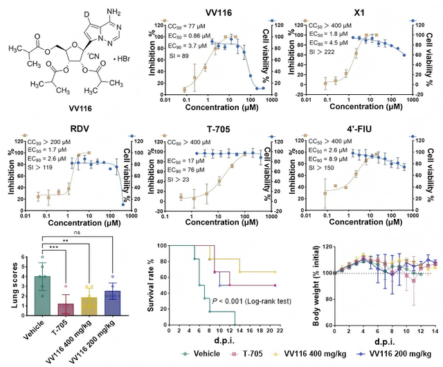 最新！无特效药的致命尼帕病毒有新突破！中国科学院武汉病毒研究所：口服核苷药物VV116可带来防治新希望