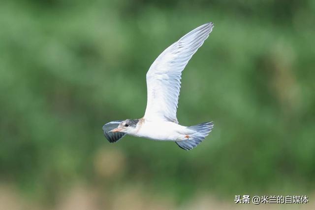 高像素高感光双突破 佳能EOS R5 Mark II开启生态摄影新纪元