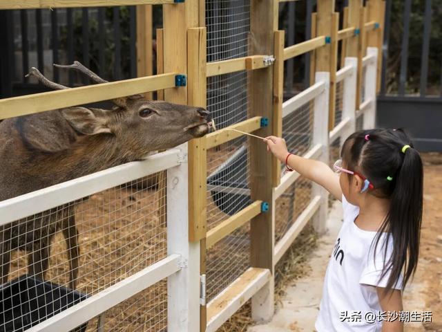 被朋友问了800遍的长沙国庆攻略，今天就毫无保留地公开了！