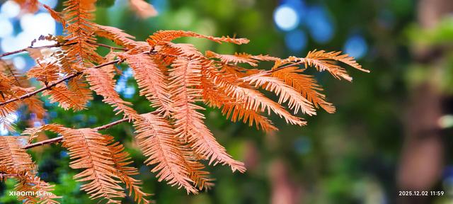 安靖蜀绣文化创意公园时下打卡好去处（手机拍一）