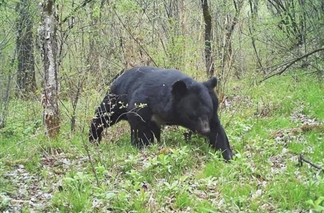 秦岭黑熊袭人，西安林业部门发出预警