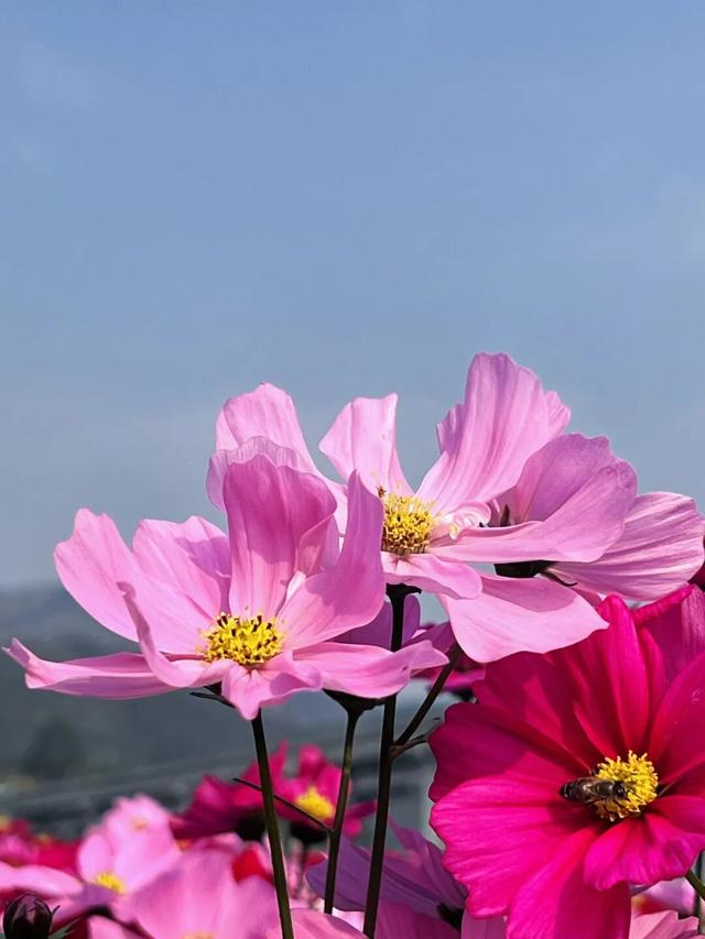 太美了！平南这里有一大片格桑花海