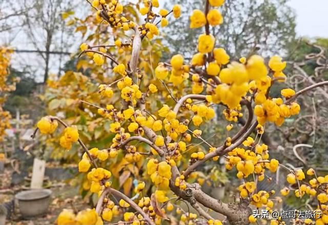 成都超大规模腊梅花，30000余株，不要门票，百年老桩更是惊艳！