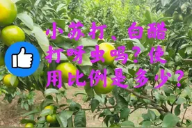 小苏打、白醋复配能打蚜虫吗？使用比例是多少？图片