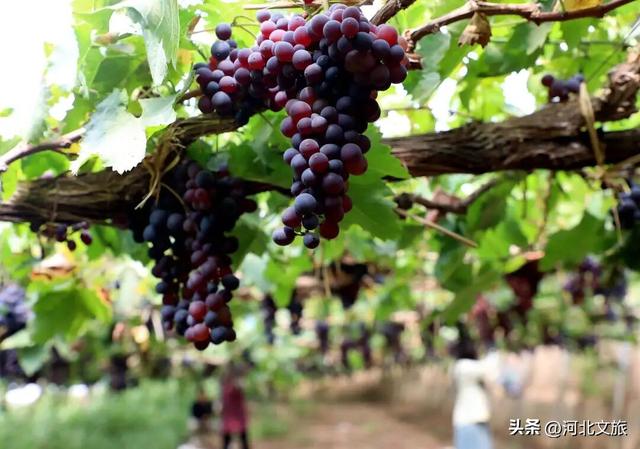 固安：打造京津冀文旅康养新地标