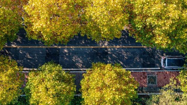 出片率100%！重庆梧桐进入最佳观赏期