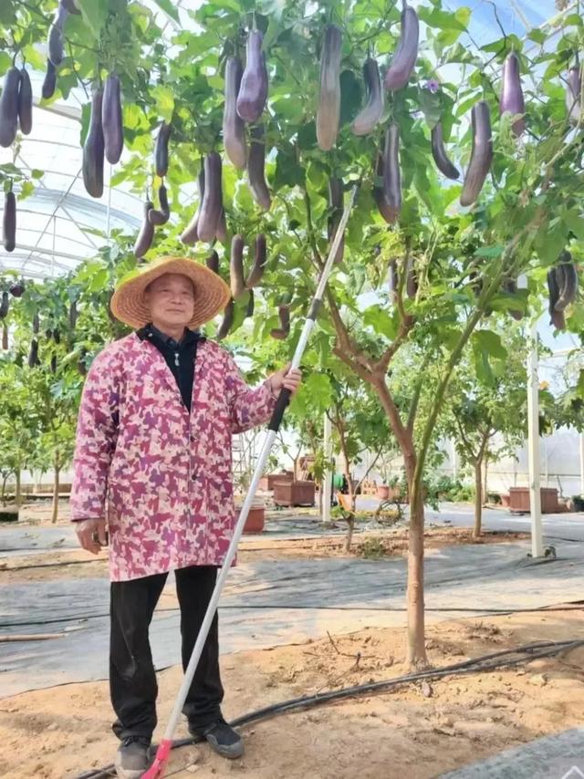 天呐!福建大叔竟把茄子养成树,一棵年产百斤!这操作也太神了吧