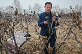 2025菏泽牡丹节会首揭四大秘境，900余个牡丹名品将集体亮相！图片