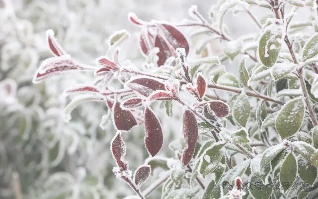 资源县：寒凝琼枝引客来 雾凇盛宴醉游人