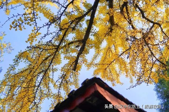 百年一树金，赴武侯祠寻一场秋日的绚烂