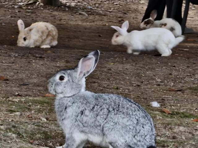 重振昌化，需要风之谷发挥作用