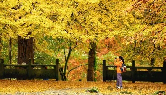 美疯！我就说初冬的都江堰有真东西！