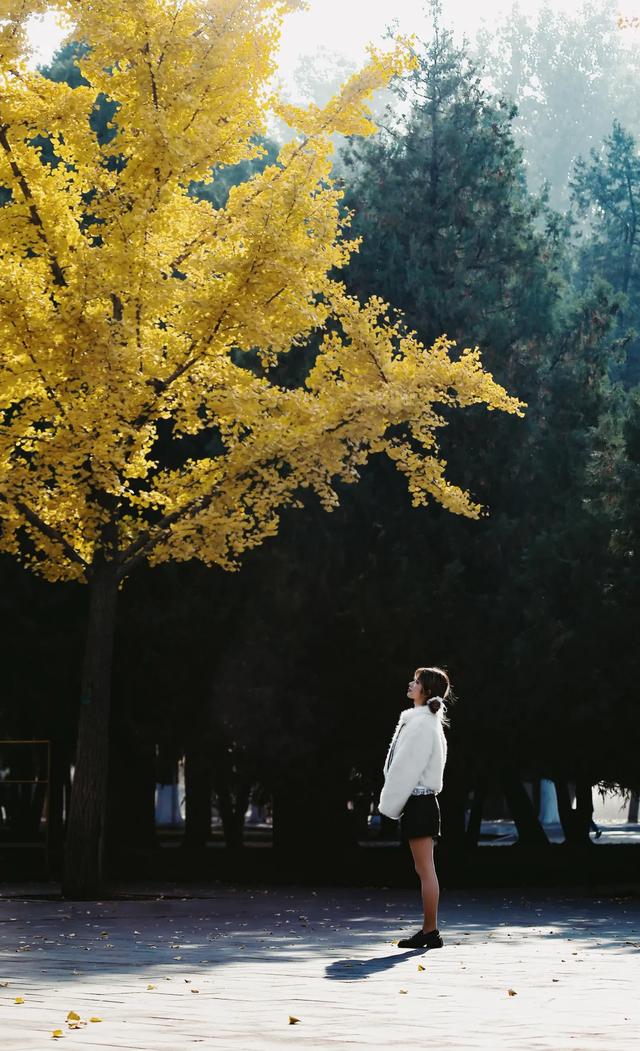 地坛银杏文化节明日开逛!秋日“赶集”天花板来啦→