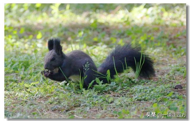沈阳东陵郊野公园“精灵”出没