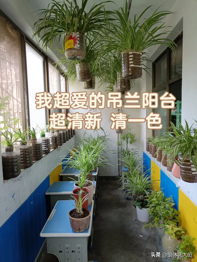 山东女子晒“老公的吊兰”，50盆崽一母同胞，网友：抠到极致了