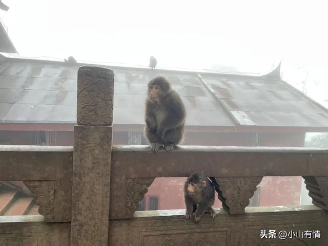 国庆节爬峨眉山：我的意中人（下）