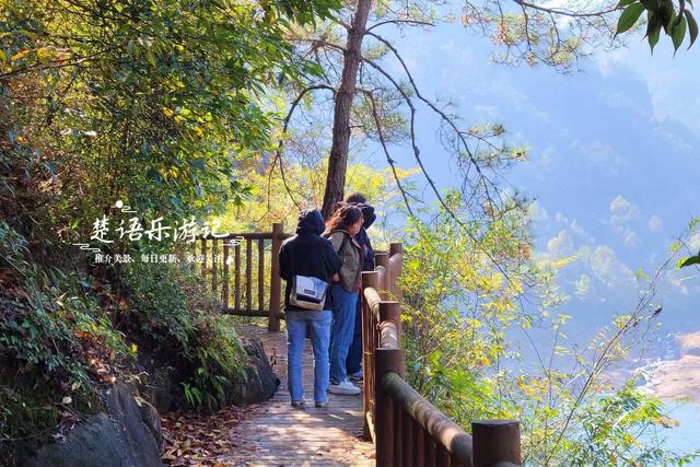 浙江宁波这片风景又火了，银杏林开始进入最佳观赏季，千万别错过