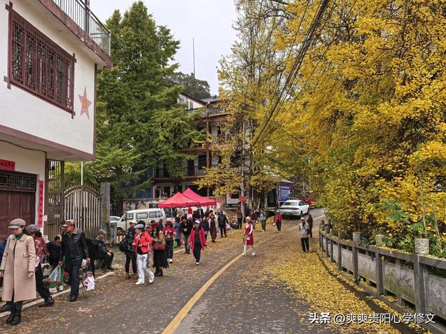 古村金叶醉游人 修文大木村古银杏群落初冬展韵
