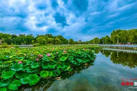泰安龙泽湖公园盛夏荷韵图片