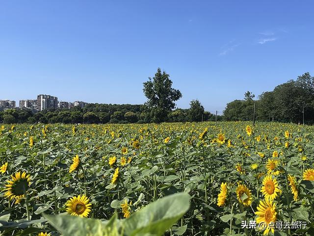 成都坐地铁最新赏花地，近百亩金色花田，超级惊艳，不要门票！
