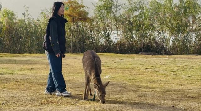 “初冬的童话”！青山湖水上森林“一天更比一天红”