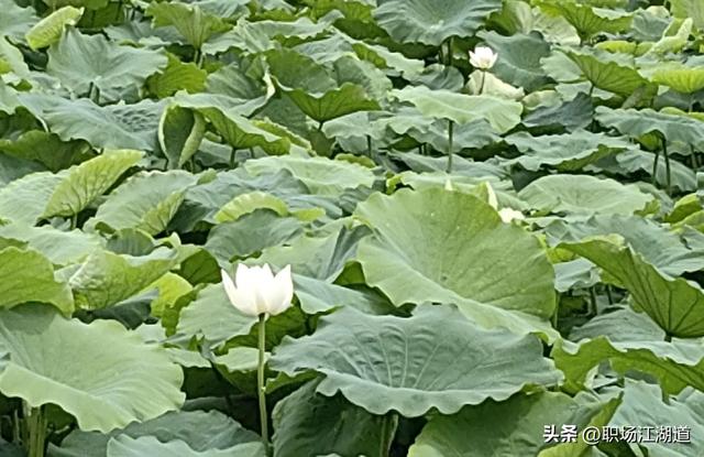 这个新村美得不像话!离上海只有一小时车程,去了还想去!