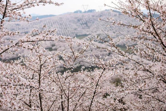 错峰赏花，今年3-5月，去这8个人少的地方，漫山遍野春和景明