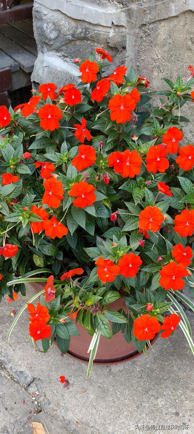 庐山游记-01来庐山，心悠然