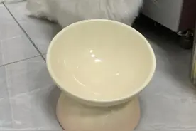 猫咪一天到底要喂几次？90%新手都喂错了！这样喂食健康又省钱图片