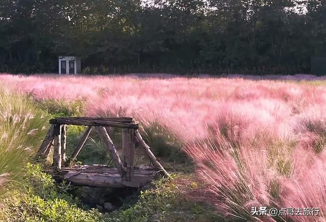 免费！成都最大面积粉黛草花海，粉色浪漫让人惊叹，地铁公交直达
