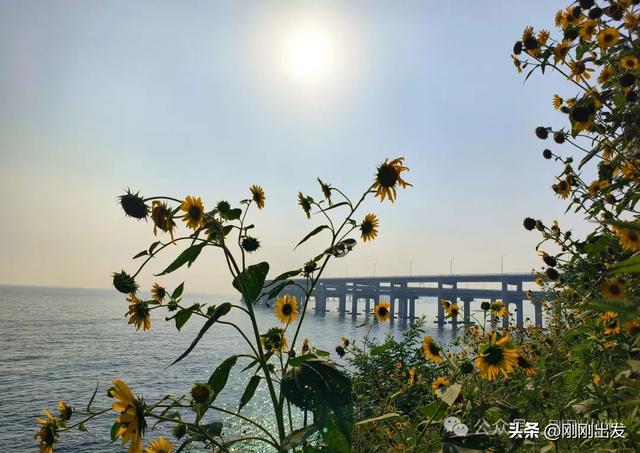 大连海边向日葵,银沙滩向日葵小路太美了
