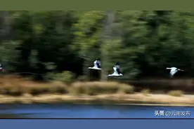 创近年监测数量之最！30余只黑鹳组团现身曲靖海峰湿地图片