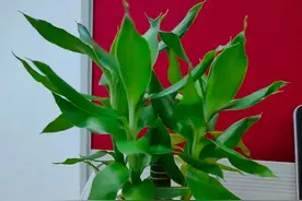 如果您是新手，想养花，又没有多少空闲时间，不妨看看这三种花图片