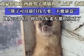 黄鼠狼偷东西被男子堵墙角“上课”教训“饿了可以敲门找人要，不能偷盗”网友：哥们你给全东北人都吓立正了图片