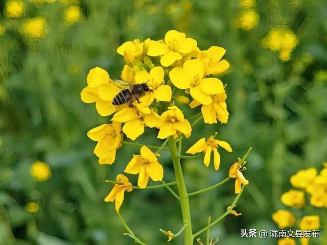 【央视直播预告】甘肃藏着“早春天花板”！10点锁定这片金色花海→