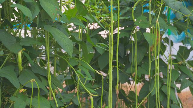 文化中国行丨处暑时节探访天平街道：快乐露营 菜园养生