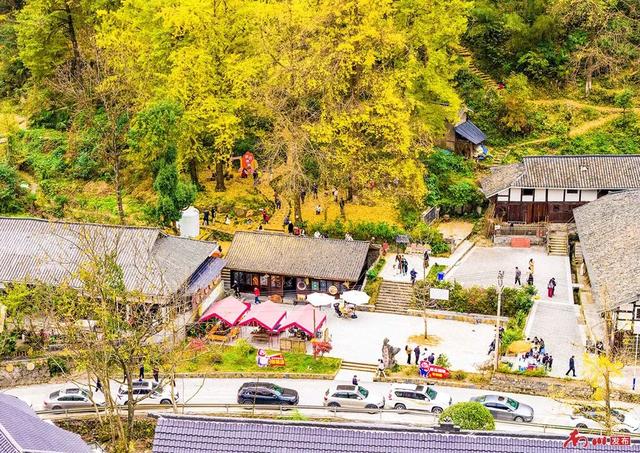 图片新闻︱南川彩韵：半山熔金半山翠，一树千年一树春