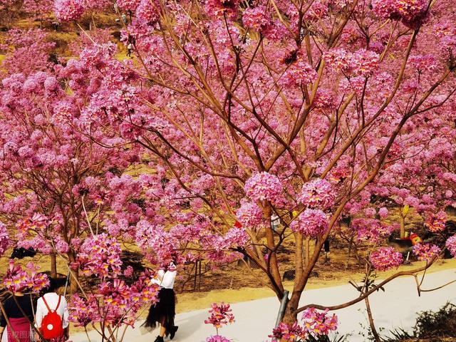 没门票没停车费！广东江门两个紫花风铃木花海，正是观赏期人还少
